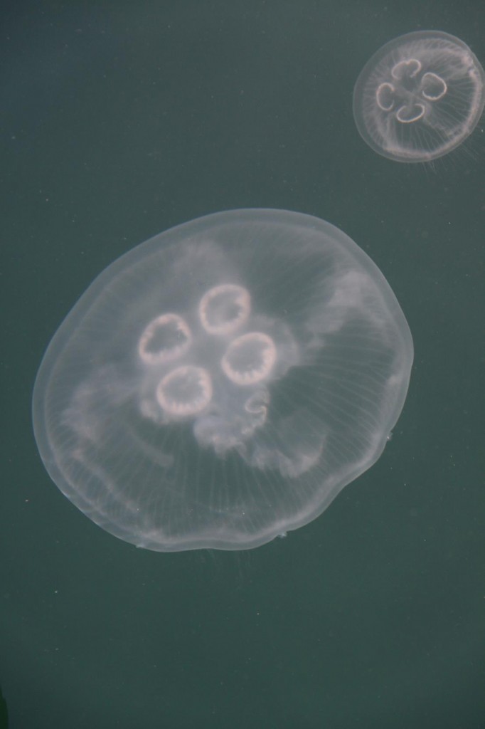 Large Jellyfish were Plentiful in the Bay 