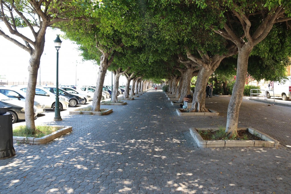 The Avenue of beautiful trees also along the Viale Regina Elena