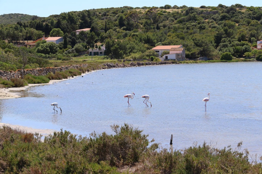 We had heard there were flamingos in the lagoons 